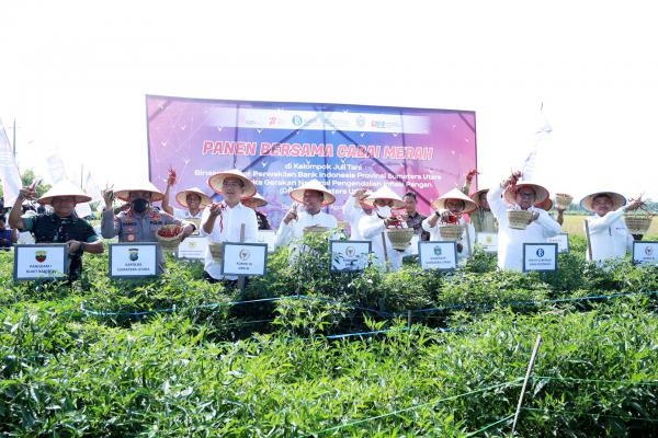 Harga Cabai Mulai Turun Jadi Rp45.000/Kg, Pemprov Sumut Terus Jaga Stabilitas Harga Cabai